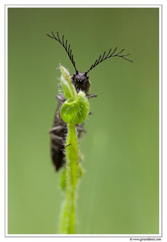 Réf. 92 558 : Ctenicera sp.