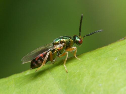 Torymus sp.