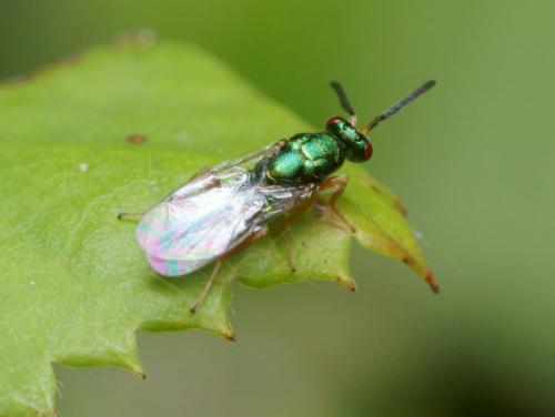 Torymus sp.