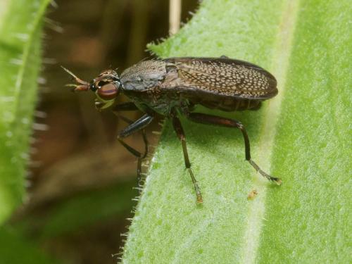 Coremacera marginata