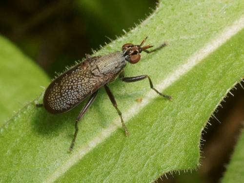 Réf. 92 523 : Coremacera marginata