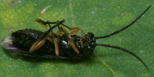 Réf. 92 371 : Stauronematus platycerus