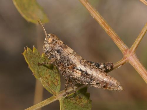 Pezotettix giornae
