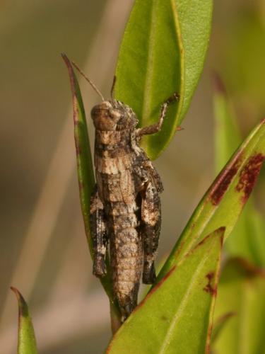 Pezotettix giornae