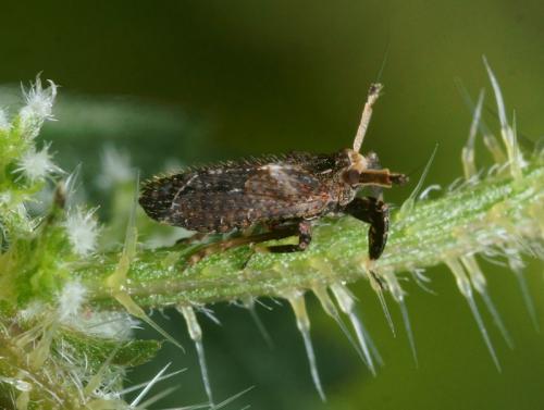 Réf. 92 891 : Asiraca clavicornis