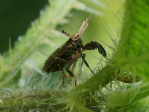 Asiraca clavicornis