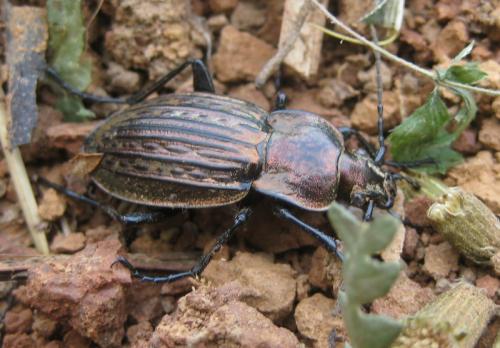 Réf. 92 703 : Carabus ullrichii
