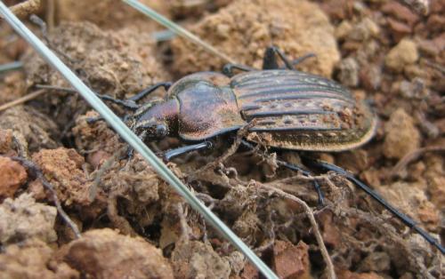 Réf. 92 704 : Carabus ullrichii