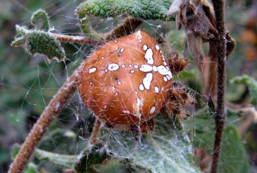Araneus pallidus