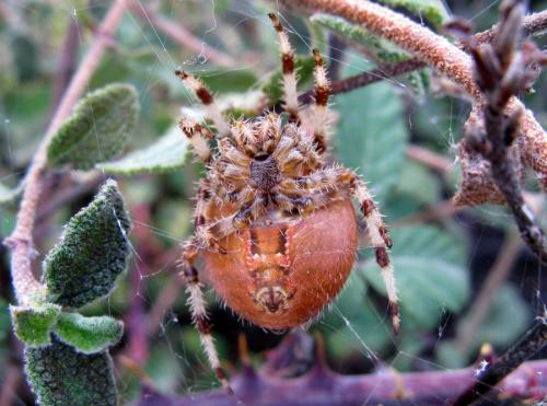 Araneus pallidus