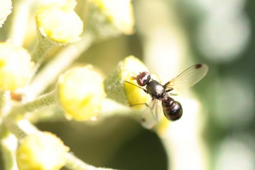 Sepsis sp.