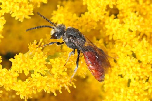 Sphecodes sp.