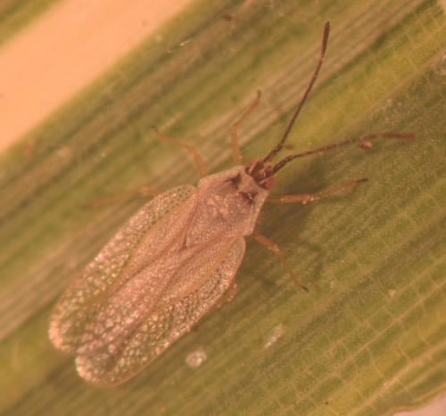 Leptodictya bambusae