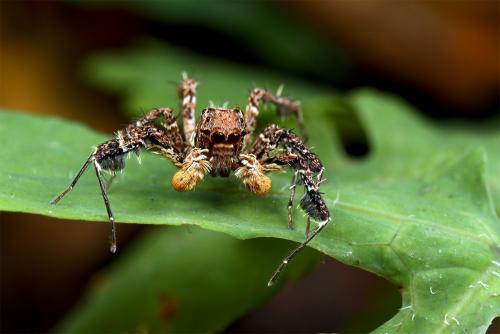 Portia africana