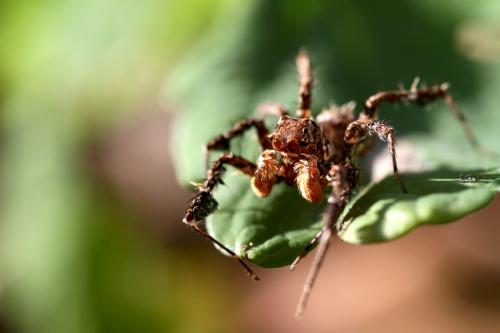 Portia africana