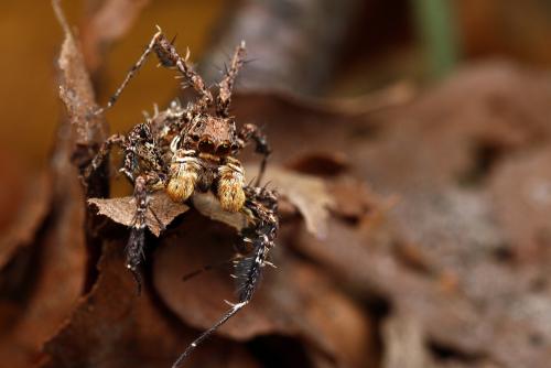 Portia africana