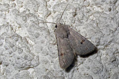 Caradrina kadenii