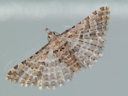 Alucita sp.