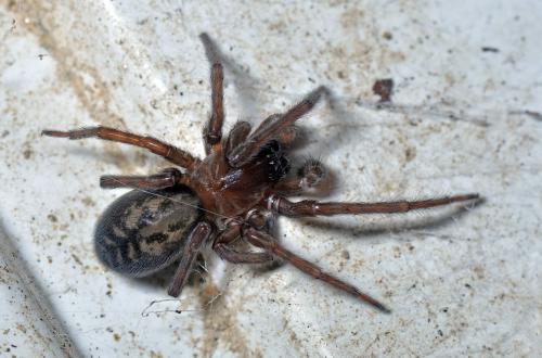 Amaurobius ferox