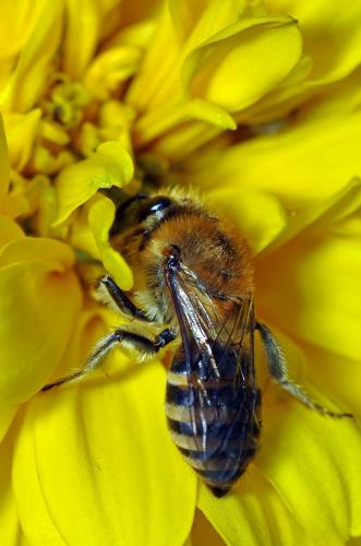 Réf. 92 366 : Colletes sp.
