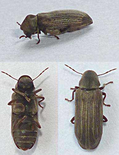 Hemicoelus costatus