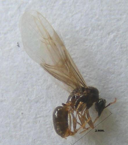 Réf. 92 382 : Lasius sp.