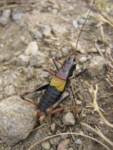 Antaxius hispanicus