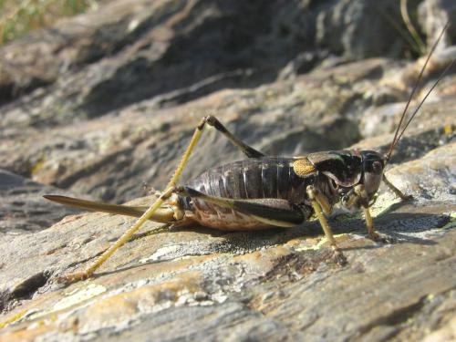 Antaxius hispanicus