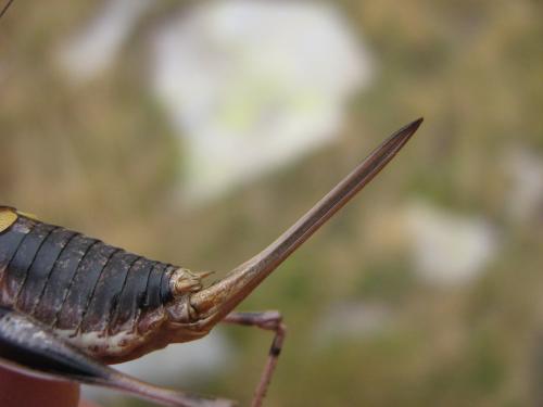 Antaxius hispanicus