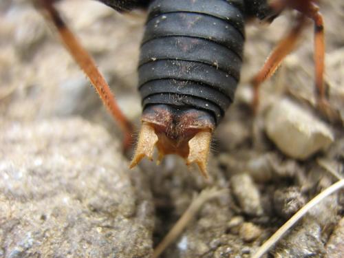 Antaxius hispanicus
