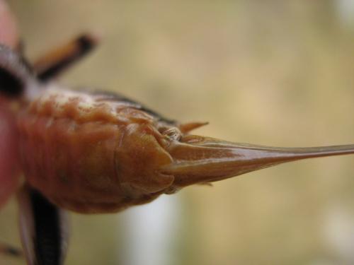 Antaxius hispanicus