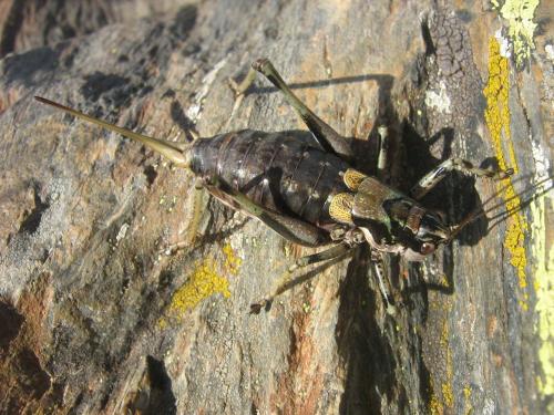 Antaxius hispanicus