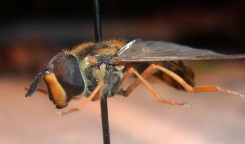 Réf. 92 185 : Chrysotoxum intermedium