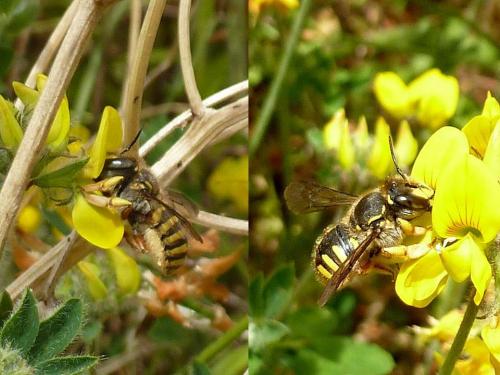 Anthidium manicatum