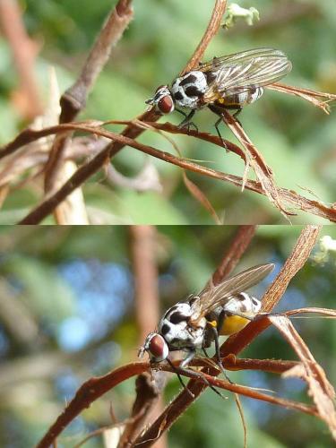 Réf. 92 544 : Anthomyia procellaris