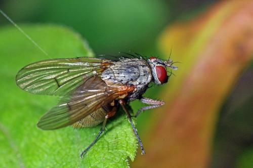 Helina sp.