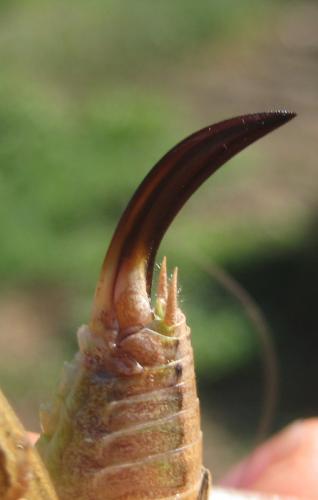 Sepiana sepium