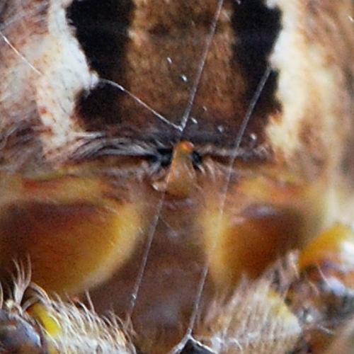 Araneus pallidus