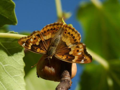 Apatura ilia