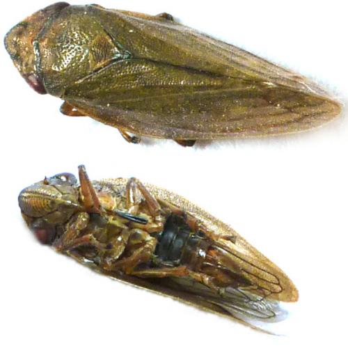 Réf. 92 730 : Aphrophora sp.