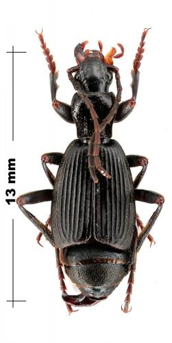 Réf. 92 795 : Aptinus lugubris