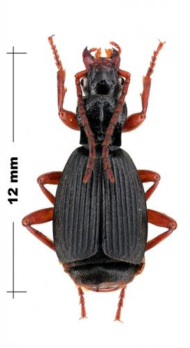 Réf. 92 797 : Aptinus merditanus