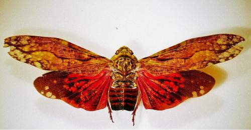 Aracynthus sanguineus
