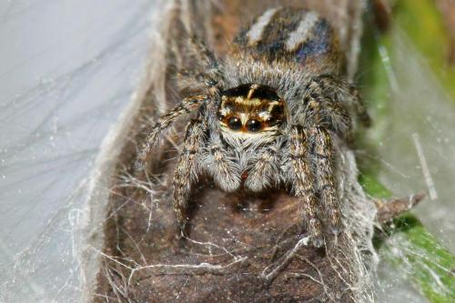 Philaeus chrysops