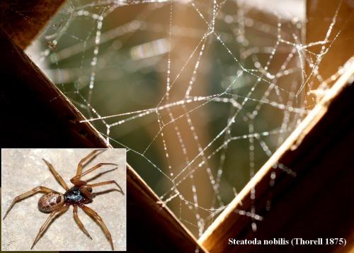 Réf. 92 033 : Steatoda nobilis