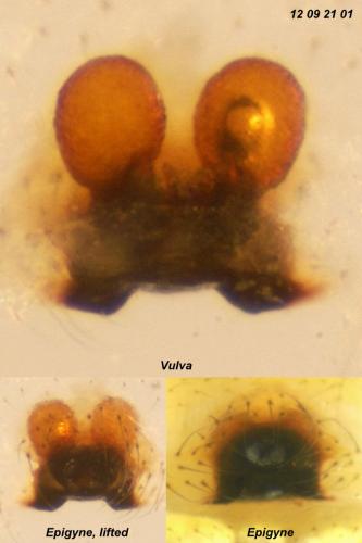 Enoplognatha latimana
