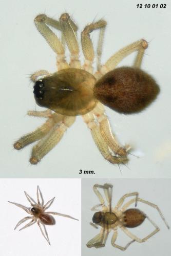 Oedothorax apicatus