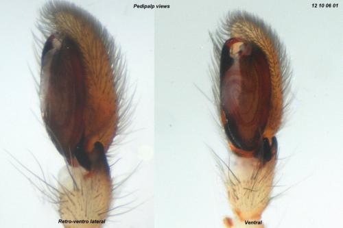 Réf. 92 853 : Clubiona phragmitis