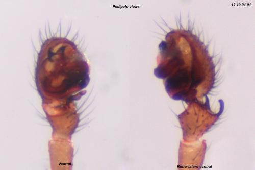 Oedothorax apicatus