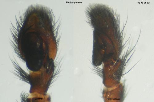 Mendoza canestrinii